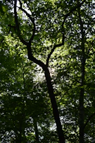 Sunlight filtering through jungle leaves with an orangutan silhouette hanging from a branch, evoking thoughtful exploration.