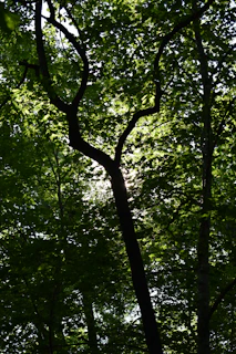 Sunlight filtering through jungle leaves with an orangutan silhouette hanging from a branch, evoking thoughtful exploration.