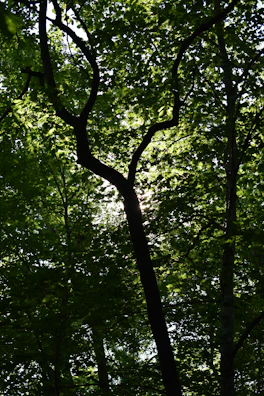 Sunlight filtering through trees highlighting a sharp blade of a tropical cutting tool.