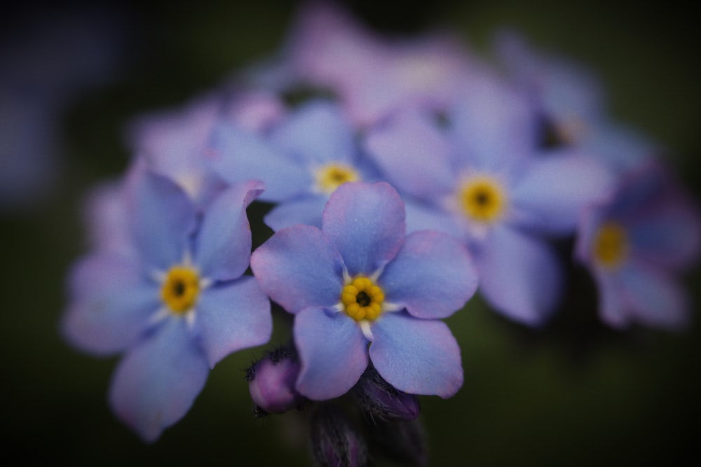 a bunch of blue flowers with yellow centers