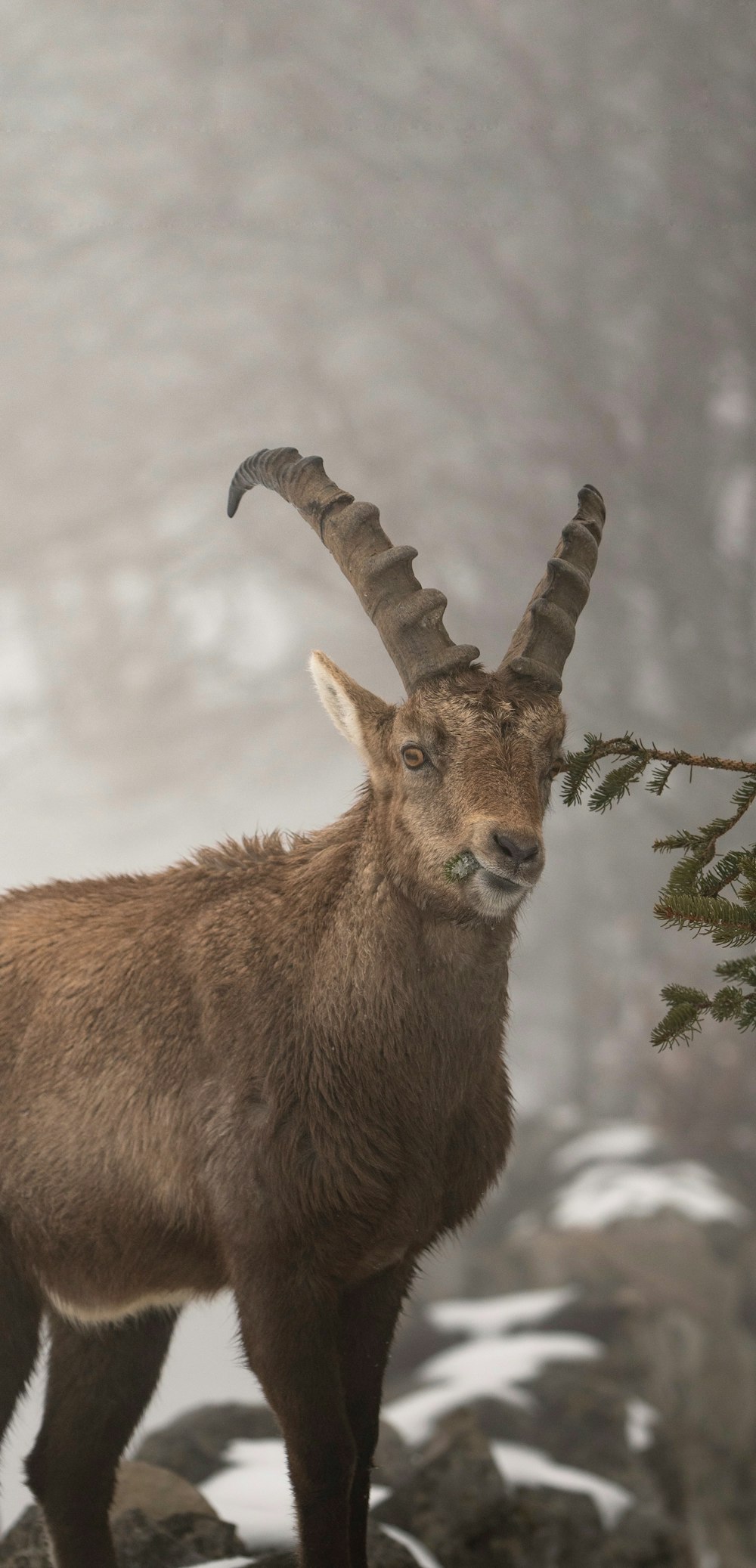 Un animale cornuto in piedi sulla cima di un terreno coperto di neve