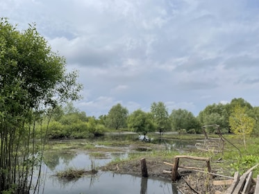A serene wetlands landscape featuring a calm, reflective water surface surrounded by lush green trees and vegetation. The sky above is mostly cloudy, creating a soft ambiance. In the foreground, there are wooden structures partially submerged in the water, possibly remnants of a fence or bridge.