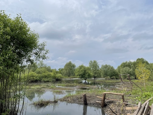 A serene wetlands landscape featuring a calm, reflective water surface surrounded by lush green trees and vegetation. The sky above is mostly cloudy, creating a soft ambiance. In the foreground, there are wooden structures partially submerged in the water, possibly remnants of a fence or bridge.