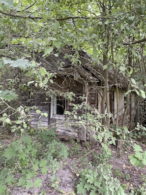 An abandoned, overgrown cabin standing silent amidst the wild island landscape.