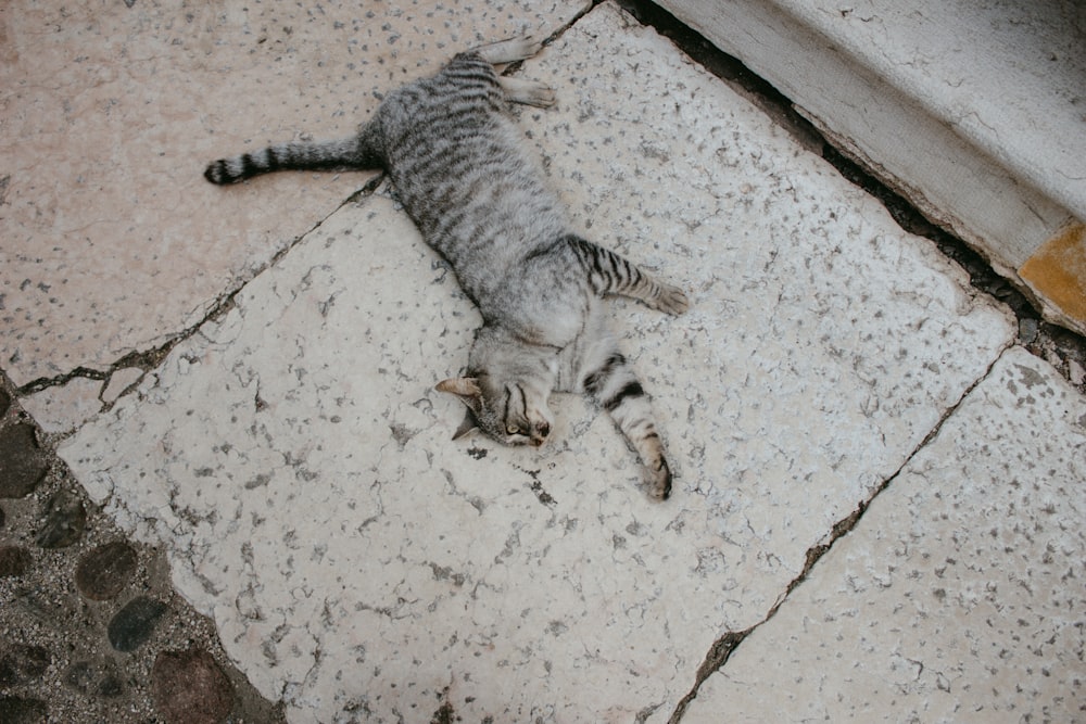 a cat that is laying down on the ground