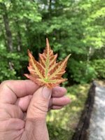 A hand holding a small maple leaf with green and red hues, set against a lush green forest background.