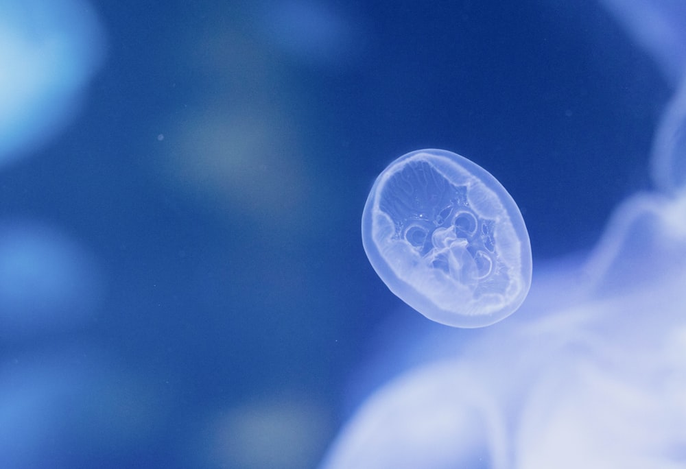 a jellyfish swimming in a blue water tank