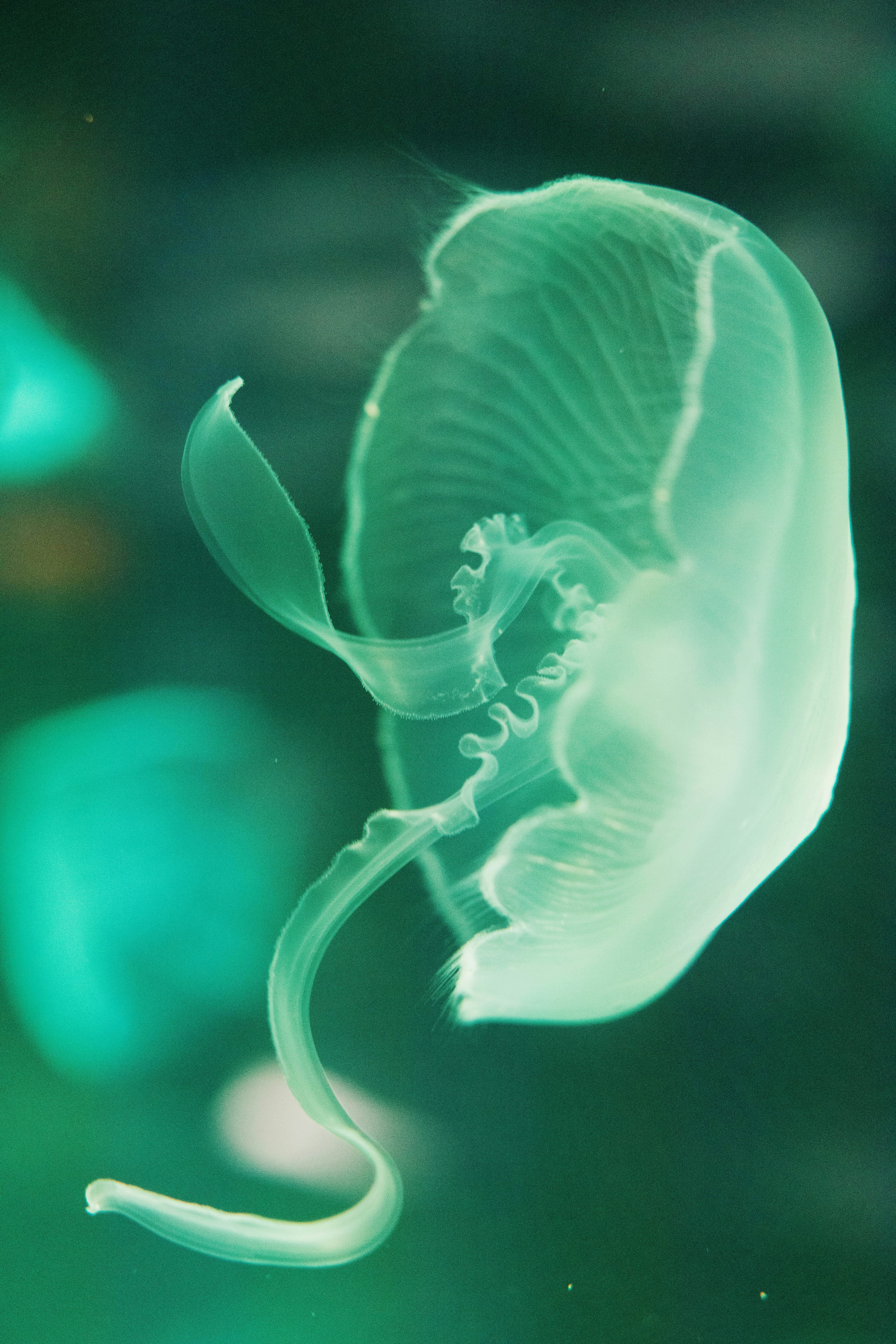 a close up of a jellyfish in the water