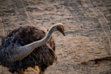An ostrich stands on a sandy surface with visible tire tracks. The bird's body is covered in dark feathers, while its long neck and head are lighter in color. The backdrop consists of textured sand with subtle variations in light and shadow.