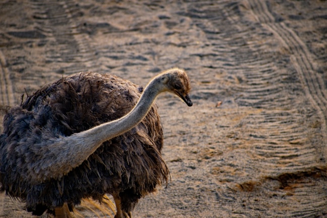 An ostrich stands on a sandy surface with visible tire tracks. The bird's body is covered in dark feathers, while its long neck and head are lighter in color. The backdrop consists of textured sand with subtle variations in light and shadow.