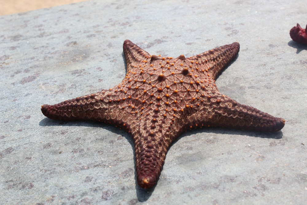 a brown starfish laying on top of a rock