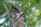 A playful squirrel perched on a tree branch, holding a tiny acorn with bright eyes.