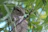 A playful squirrel perched on a tree branch, holding a tiny acorn with bright eyes.