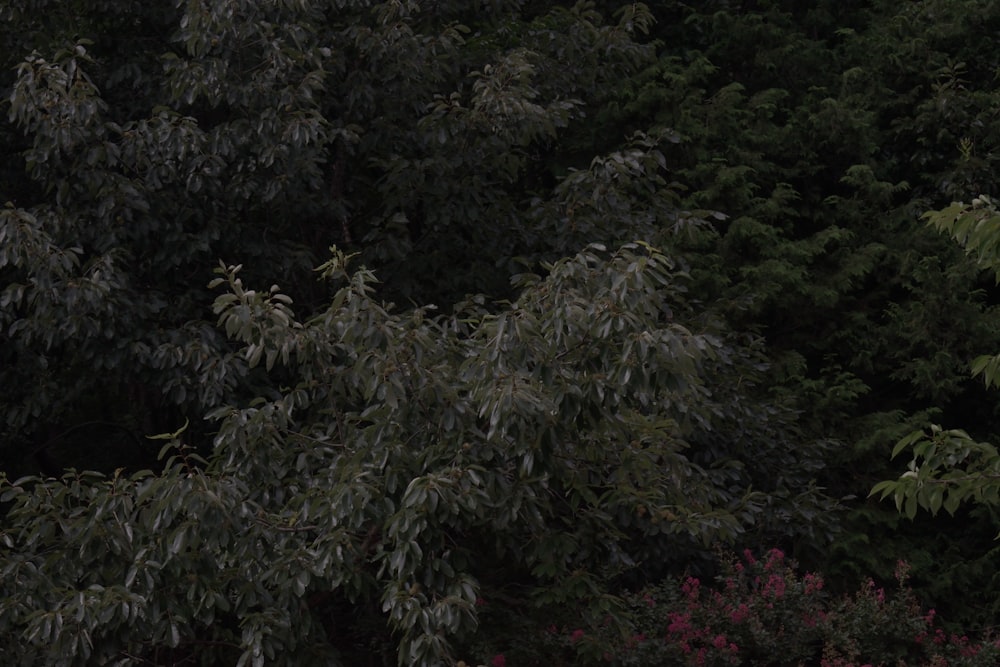 a black and white photo of trees and bushes