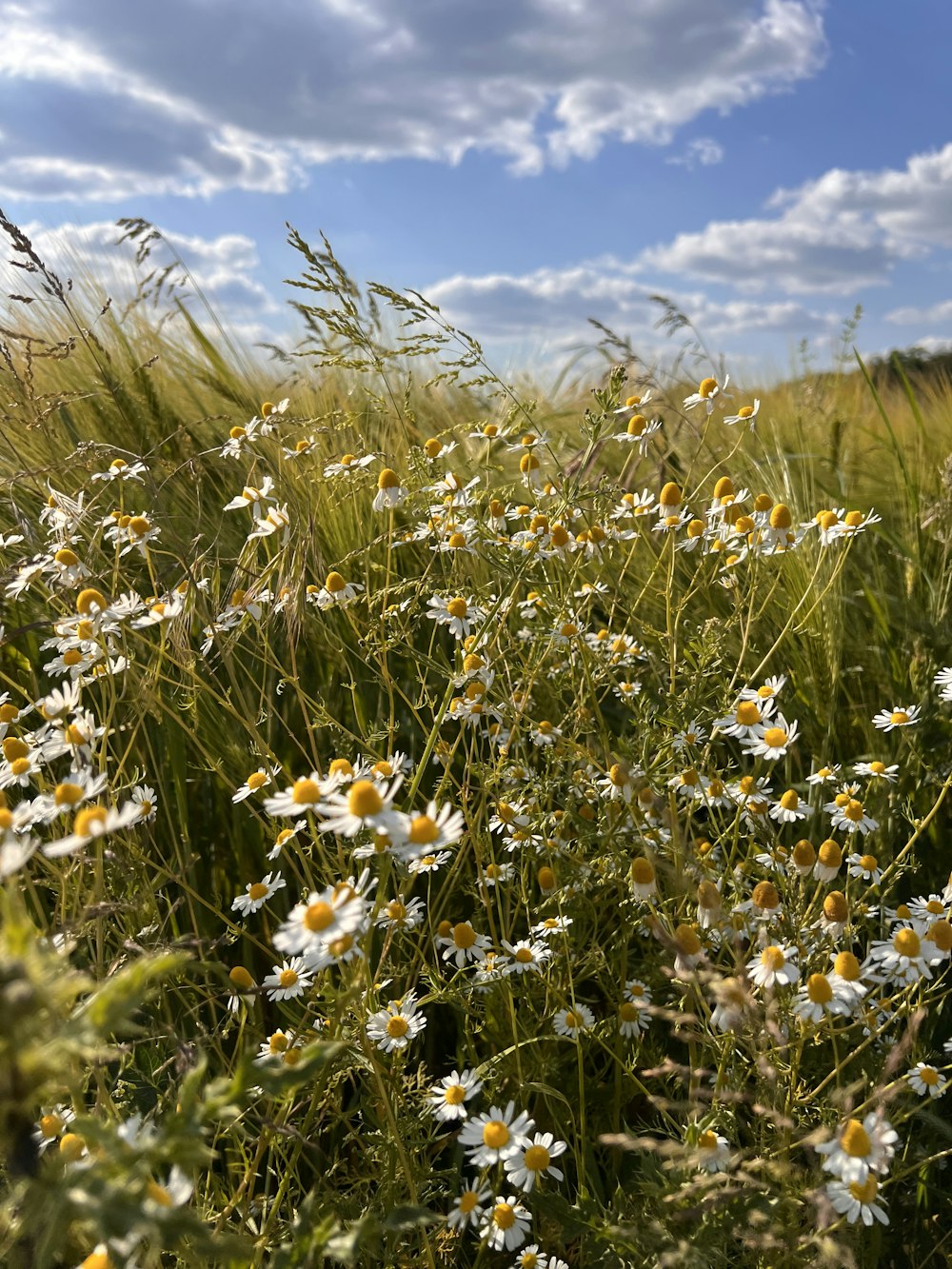 a field full of tall grass and daisies