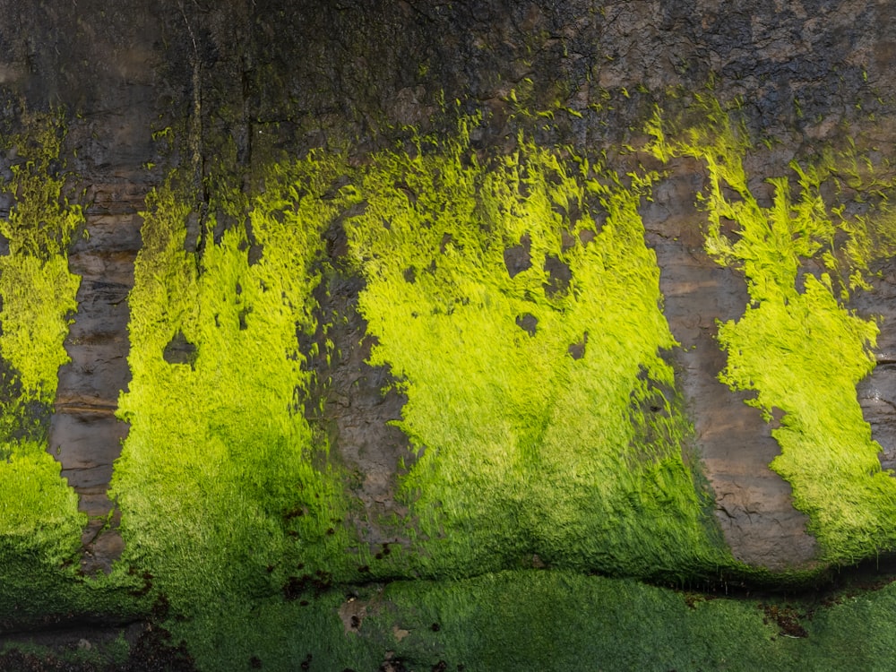 green moss growing on the side of a rock