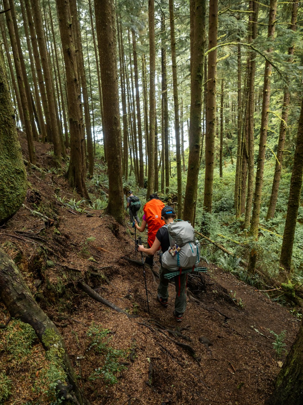 a couple of people hiking through a forest