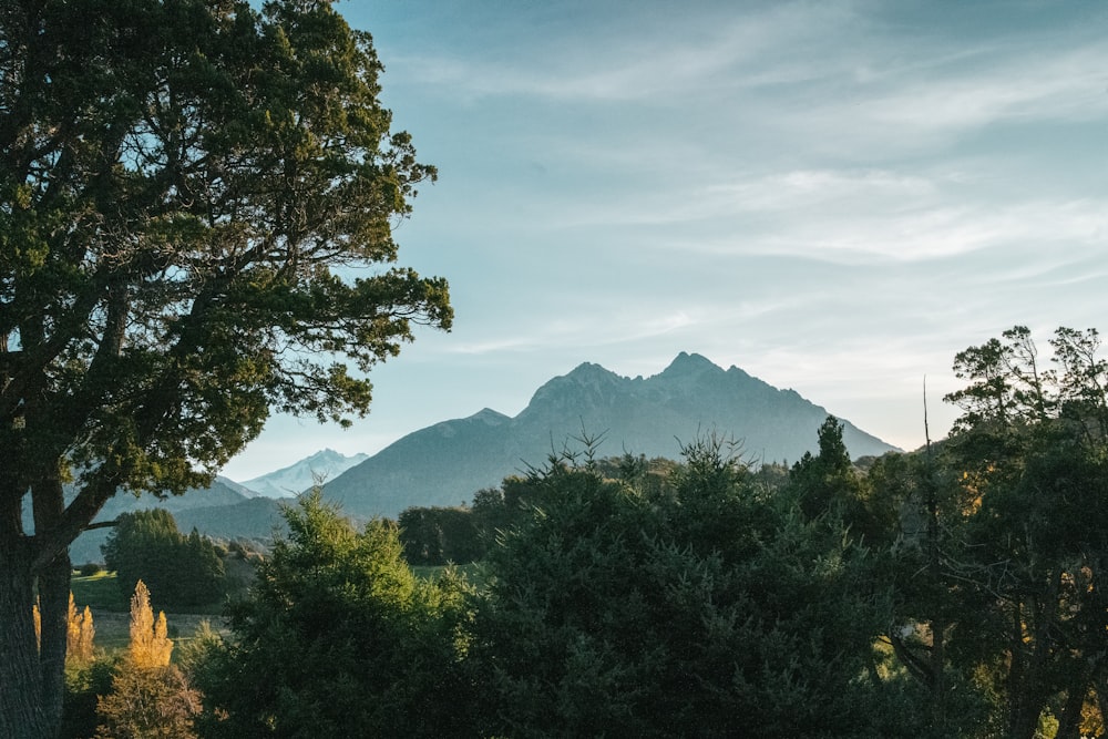 a scenic view of a mountain range with trees in the foreground