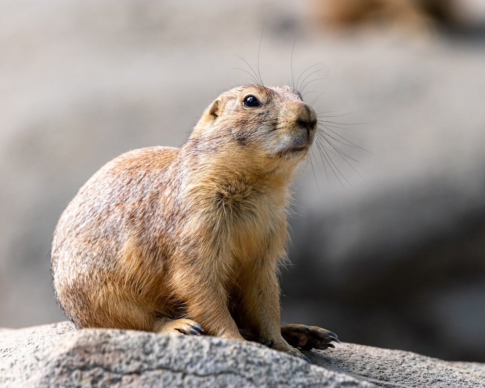 Un pequeño animal marrón sentado en la cima de una roca