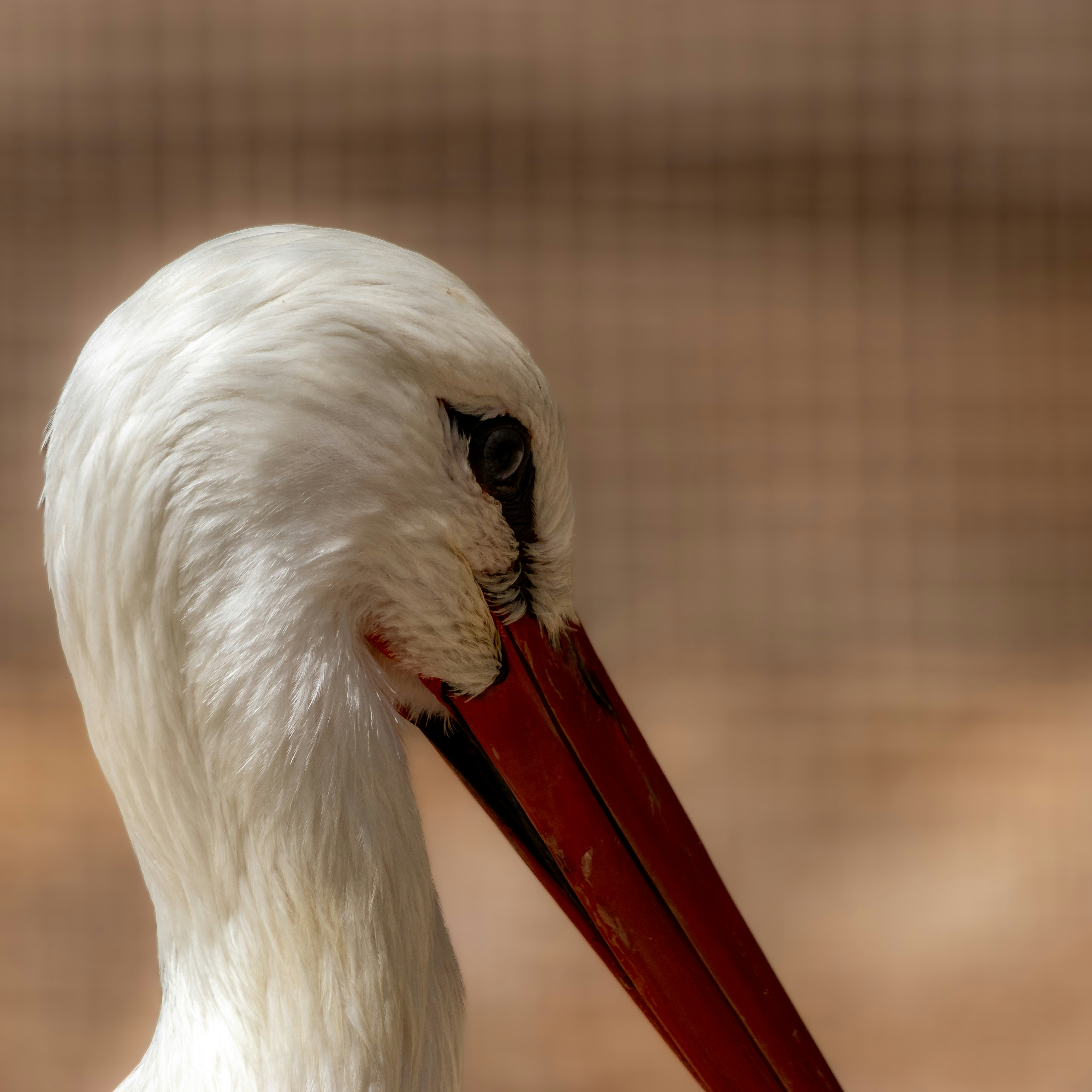 Photo by matthieur68