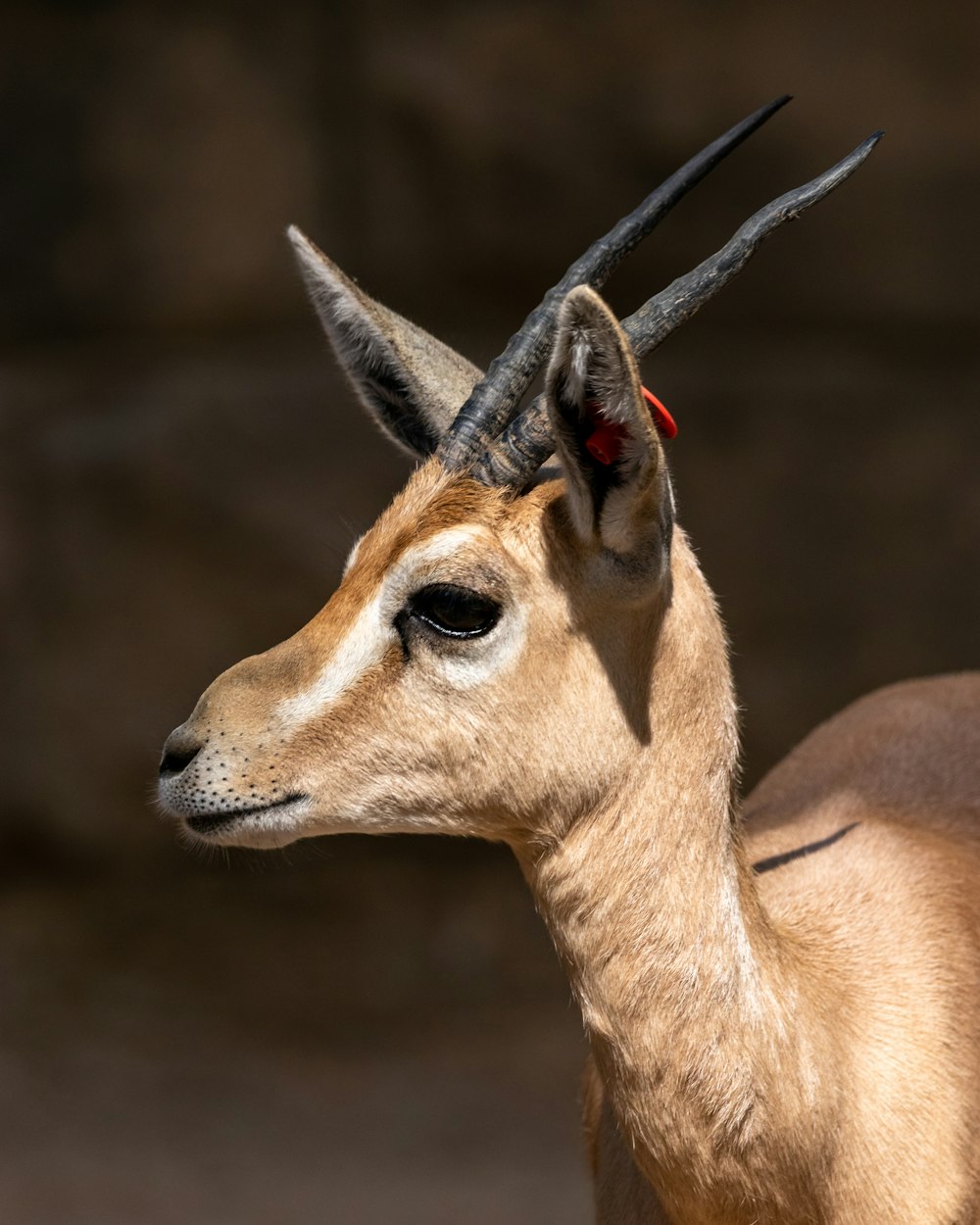 an antelope with long horns standing in front of a rock wall