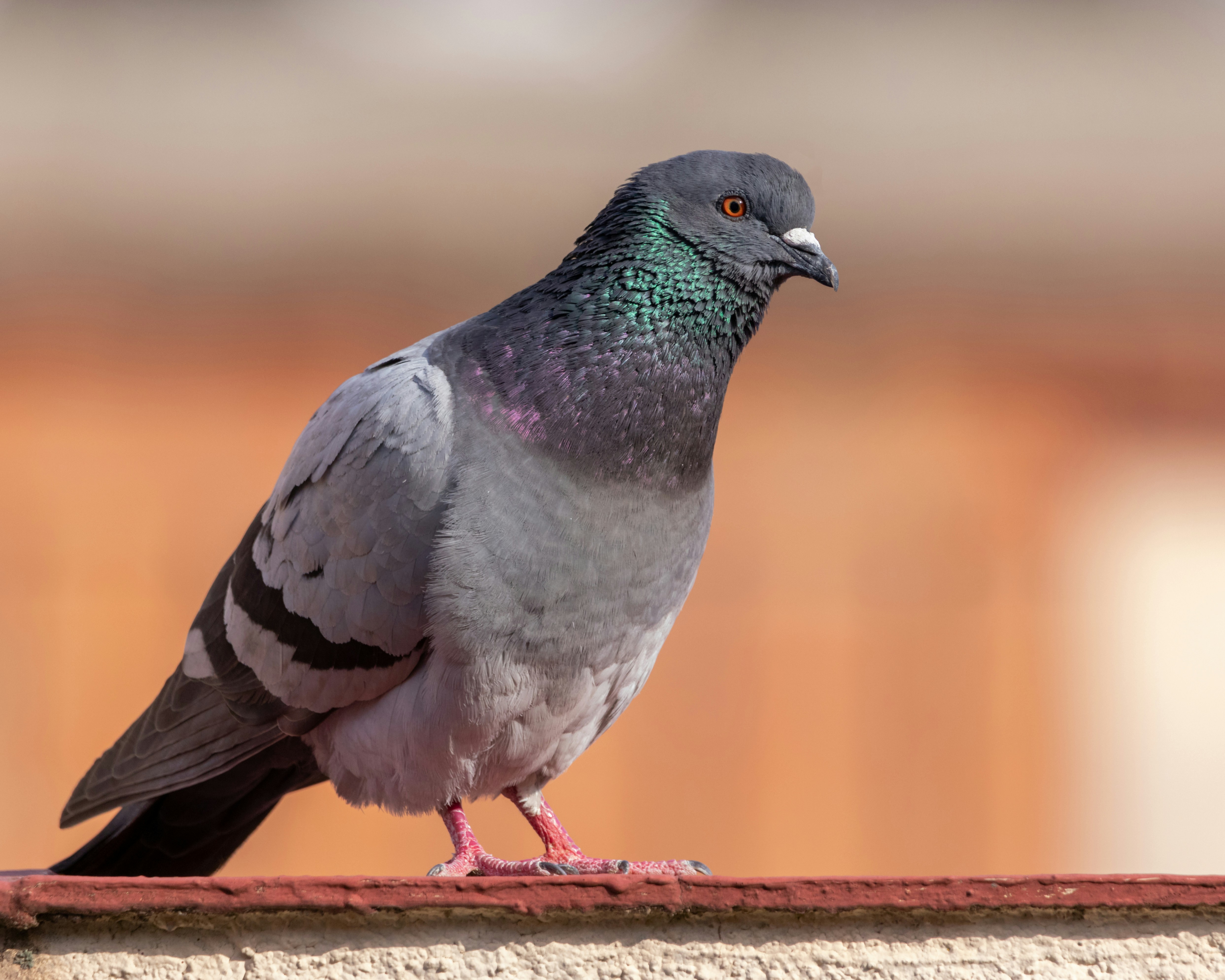 Photo by matthieur68