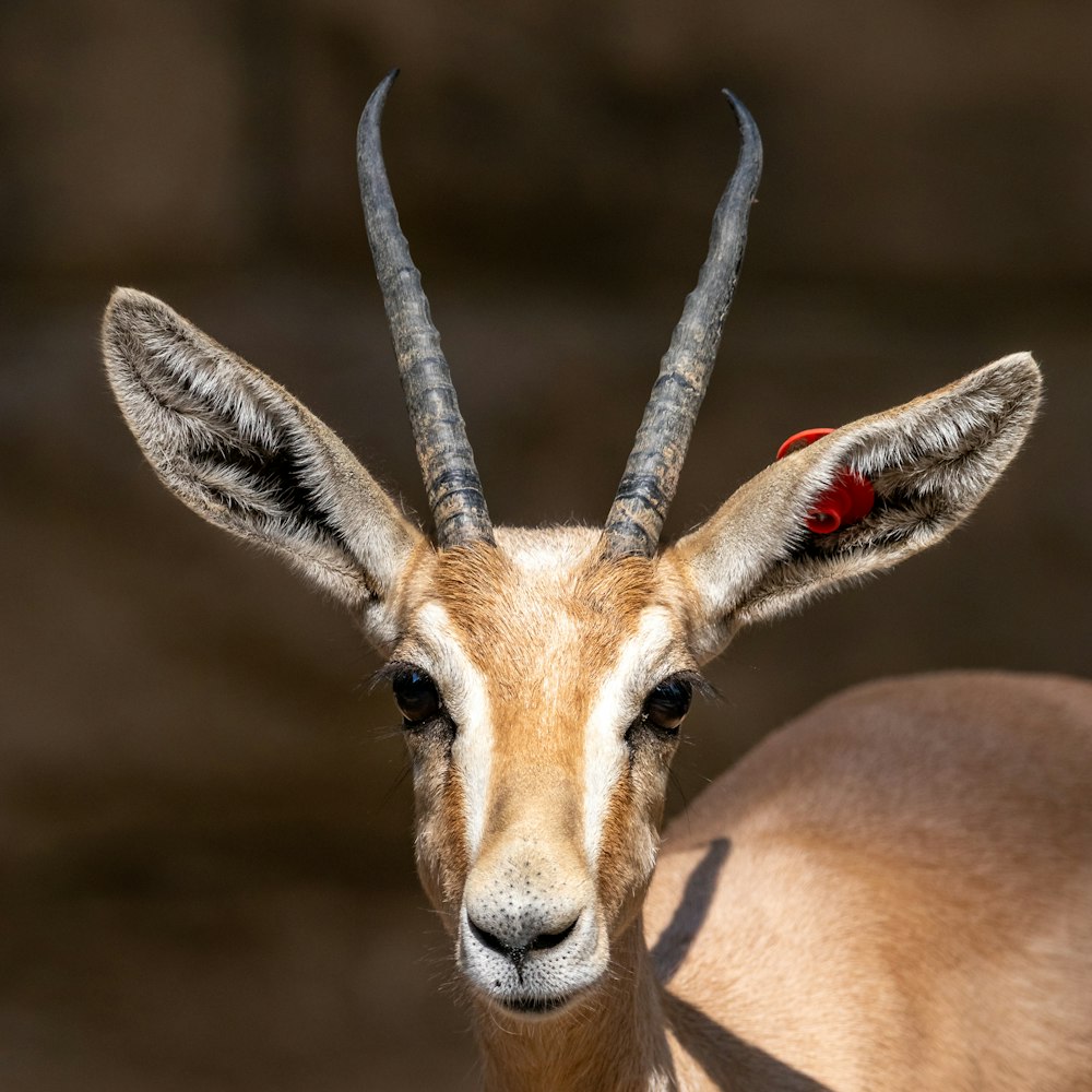 a close up of a goat with very long horns