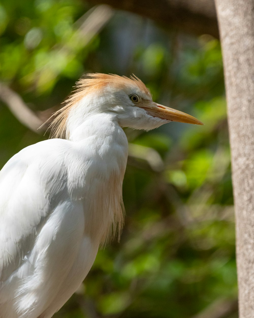 a close up of a bird on a tree branch