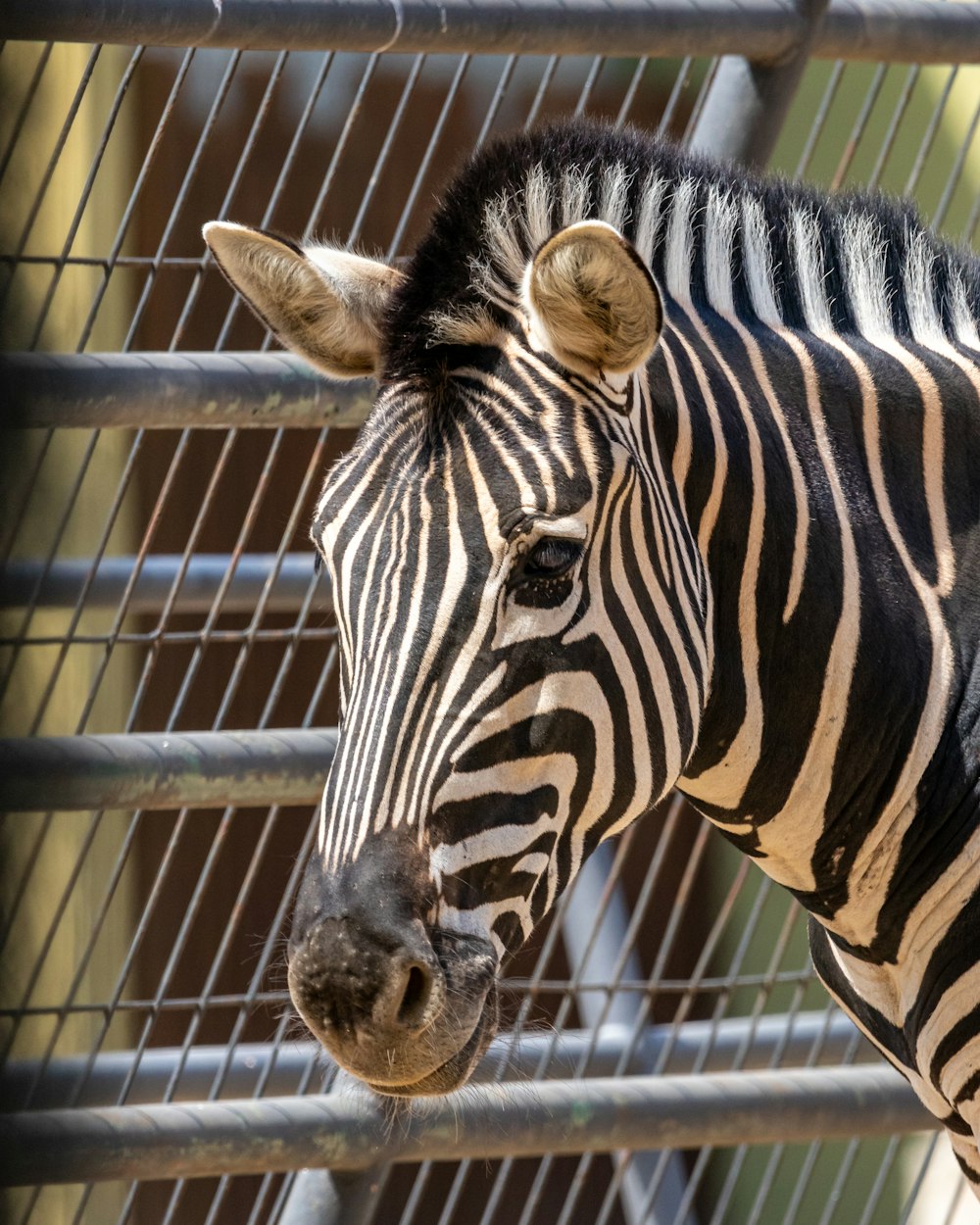 a close up of a zebra behind a fence