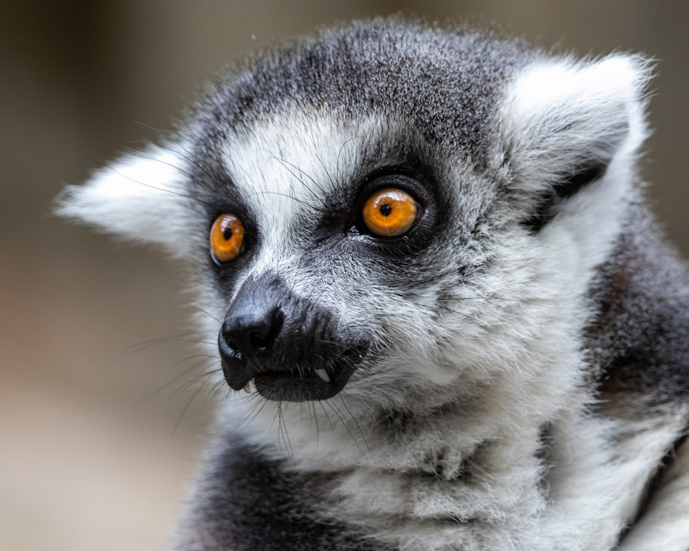 a close up of a small animal with orange eyes