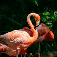 Artistic illustration of pink flamingos gracefully standing by the sea, blending with soft peach and magenta tones inspired by Guajira landscapes.