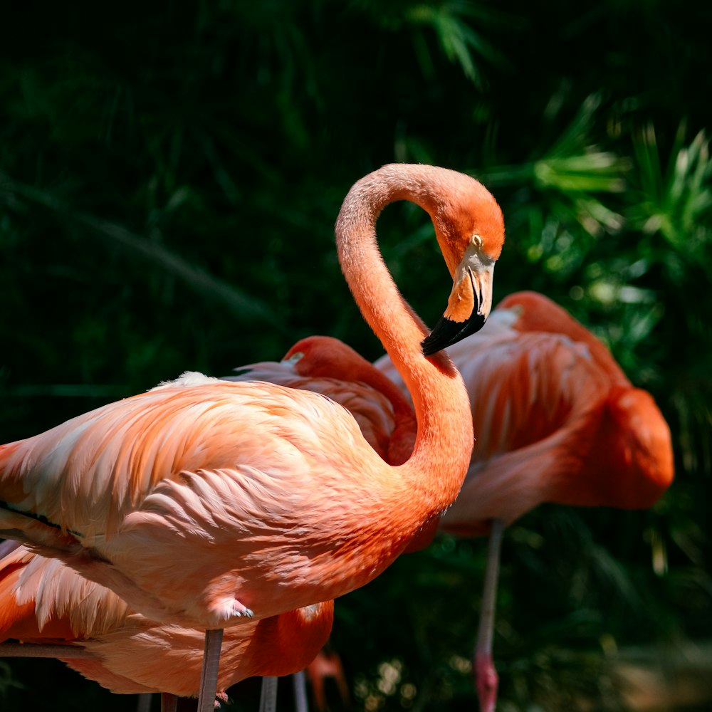 a couple of flamingos standing next to each other