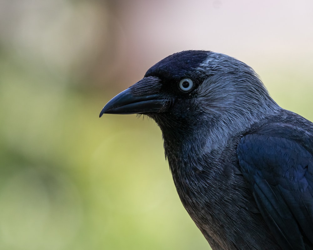 a close up of a black bird with a blurry background