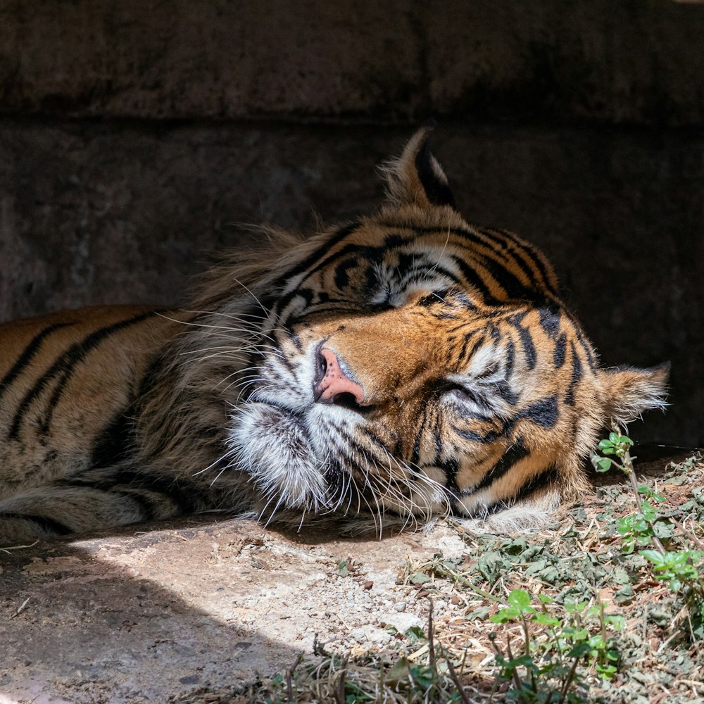 a large tiger laying on top of a dirt field