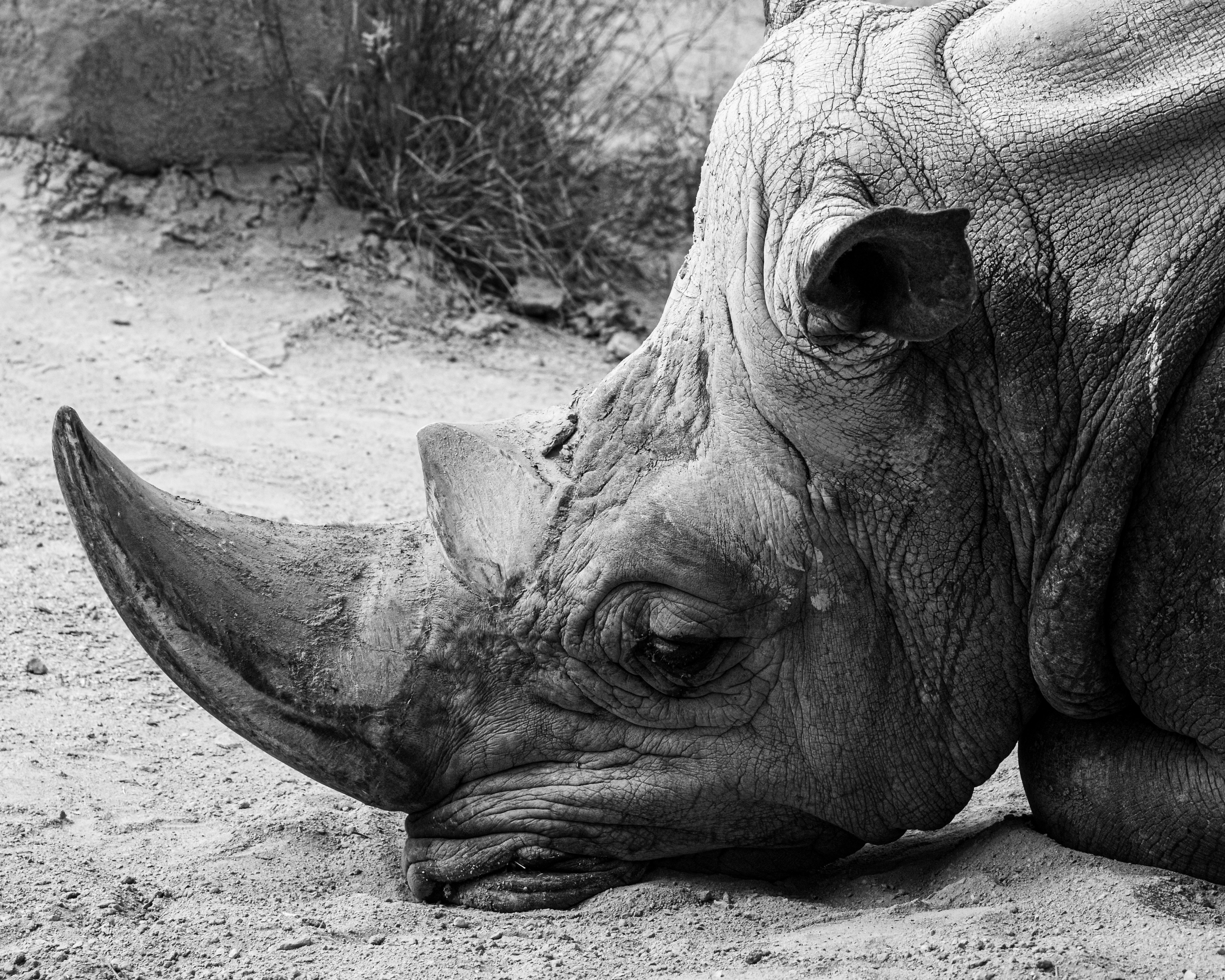 a black and white photo of a rhinoceros
