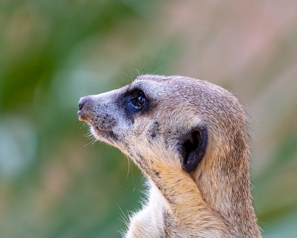 a close up of a meerkat looking up