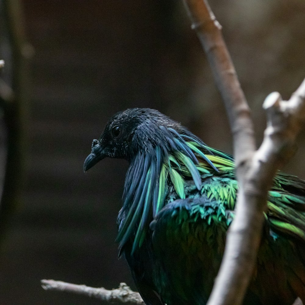 a colorful bird sitting on top of a tree branch