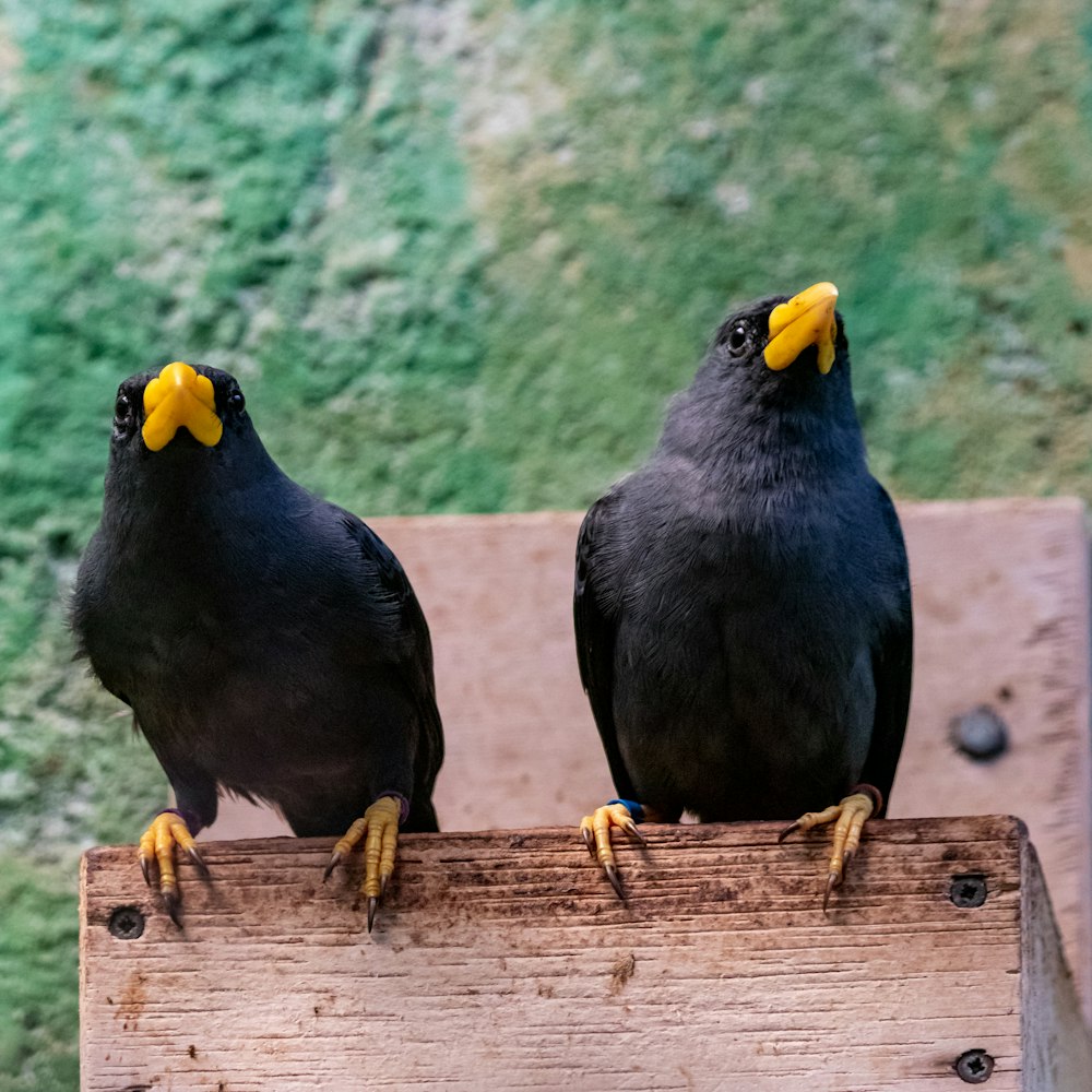 two black birds with yellow beaks sitting on a piece of wood
