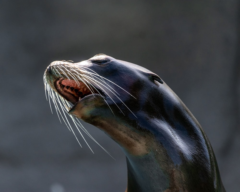 a close up of a seal with its mouth open