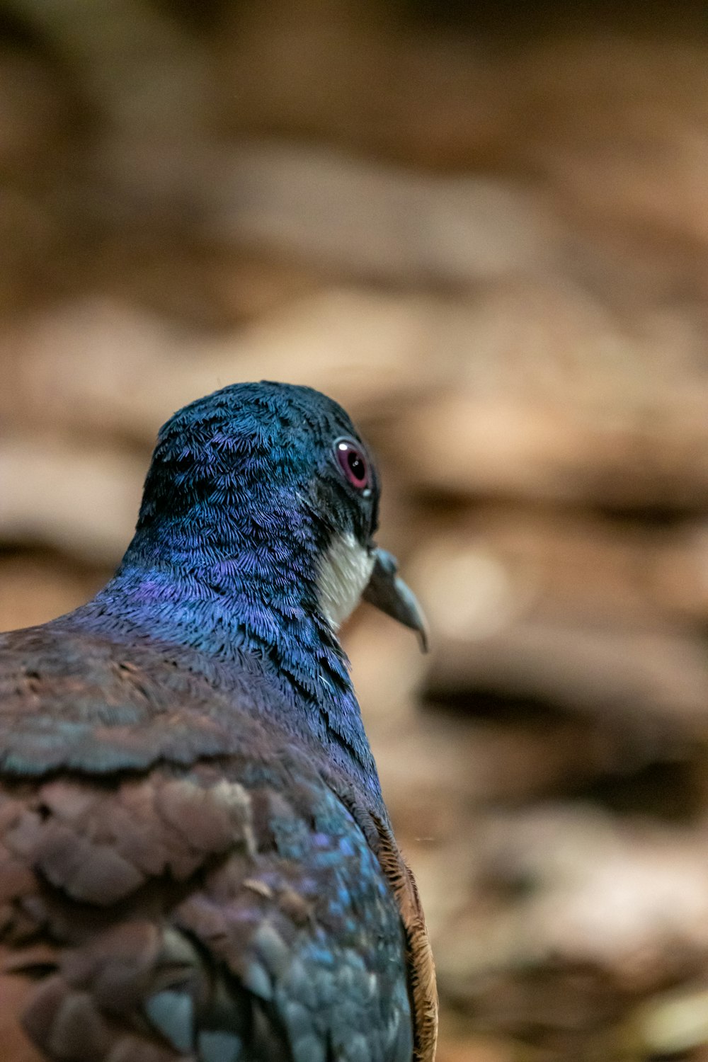 Un primer plano de un pájaro en el suelo