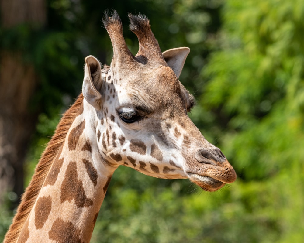 a close up of a giraffe with trees in the background