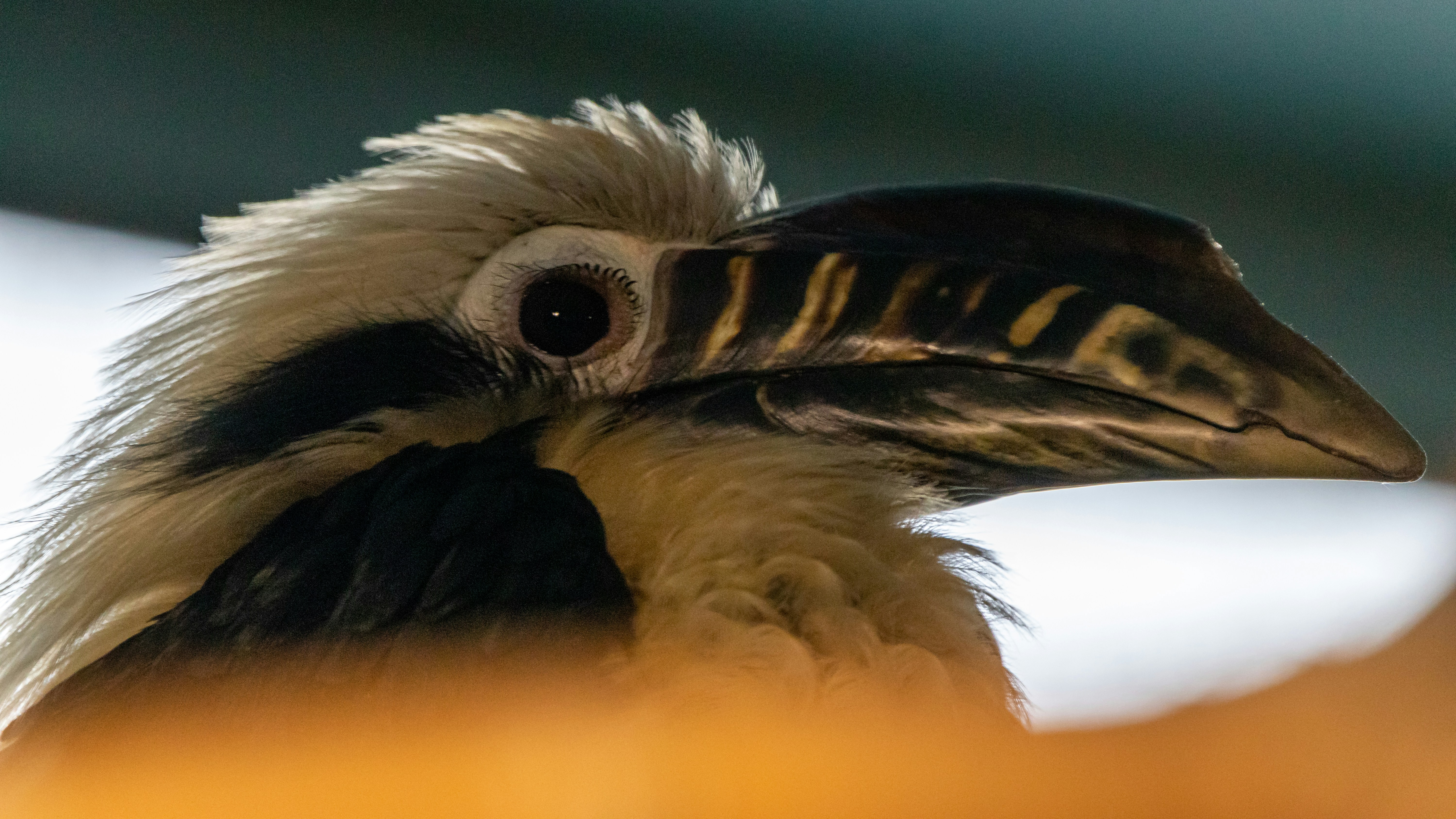 Close-up of a hornbill's head with a prominent beak and watchful eye against a softly blurred background.