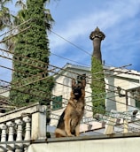 A German Shepherd is sitting atop a concrete structure surrounded by metal wires and greenery. The background includes a residential building partially covered by climbing plants, with a distinct tower-like structure visible against a clear blue sky.