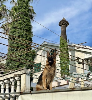 A German Shepherd is sitting atop a concrete structure surrounded by metal wires and greenery. The background includes a residential building partially covered by climbing plants, with a distinct tower-like structure visible against a clear blue sky.