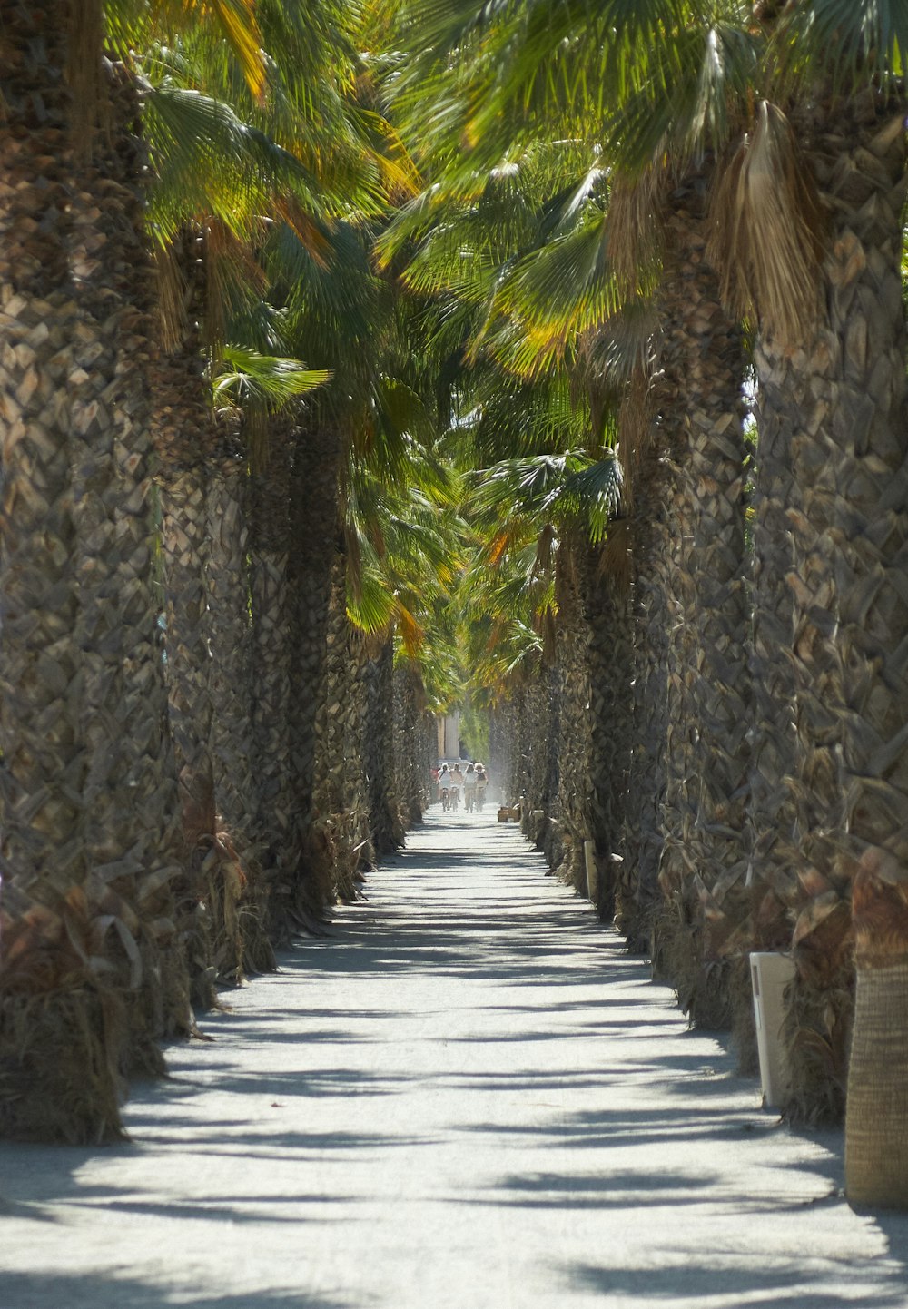 un camino bordeado de palmeras a ambos lados del mismo