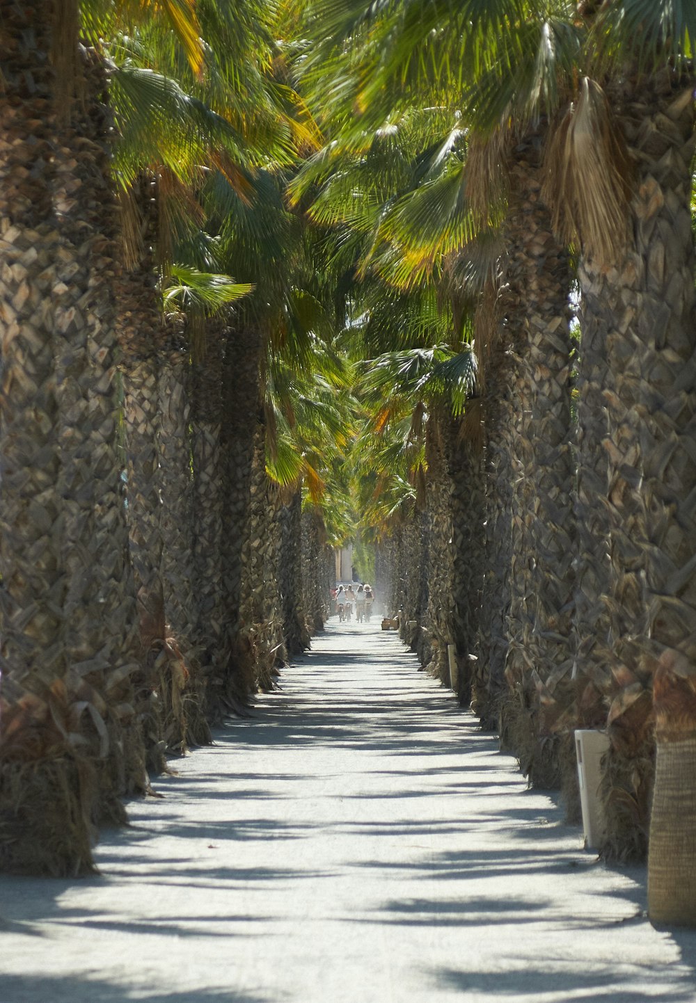 a pathway lined with palm trees on both sides of it