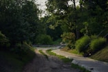 A serene path winding through a lush green forest.