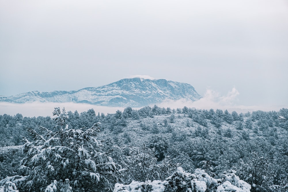 a mountain covered in snow with trees in the foreground