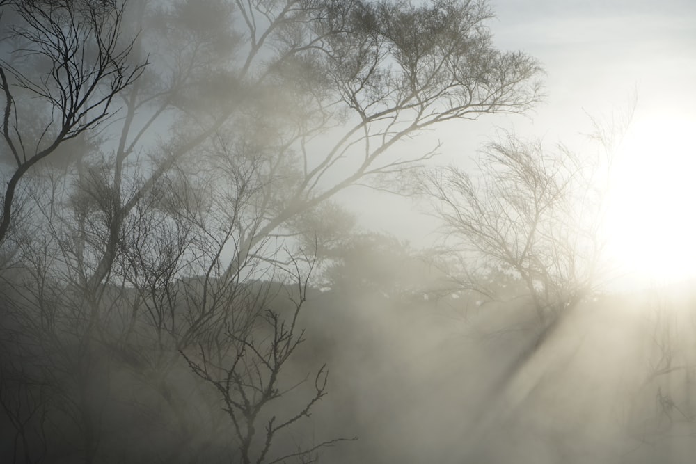 the sun is shining through the foggy trees