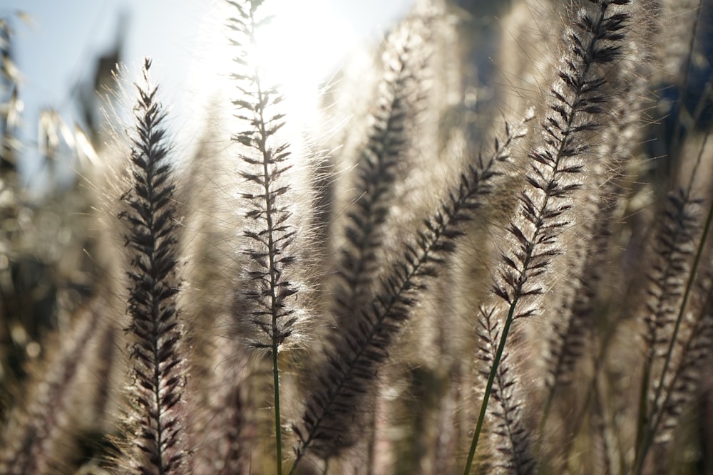 a close up of a bunch of tall grass